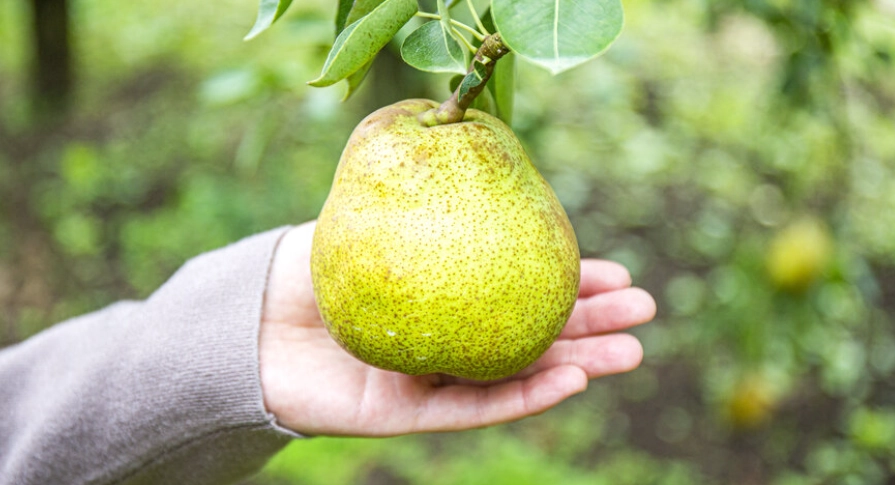 西洋梨保存方法