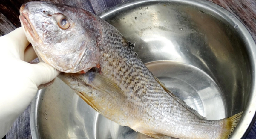 鹽水解凍魚原理