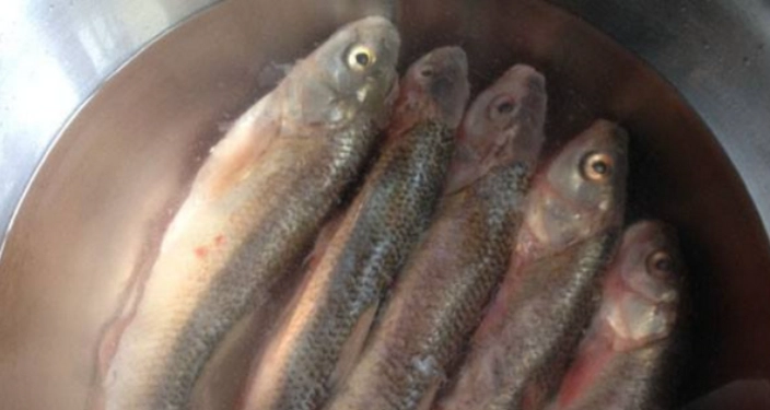 快速解凍魚方法