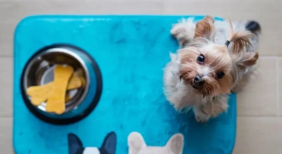 寵物友善小木屋 寵物友善小木屋