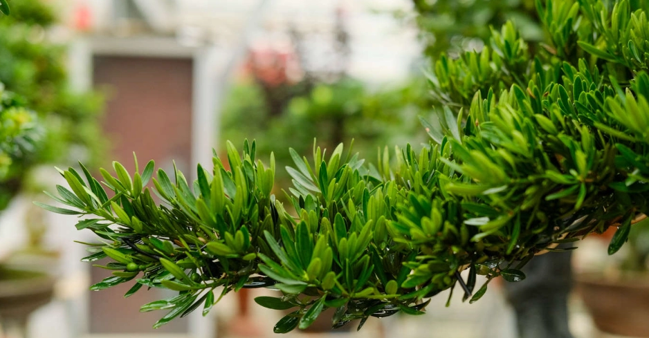 水培羅漢松方法