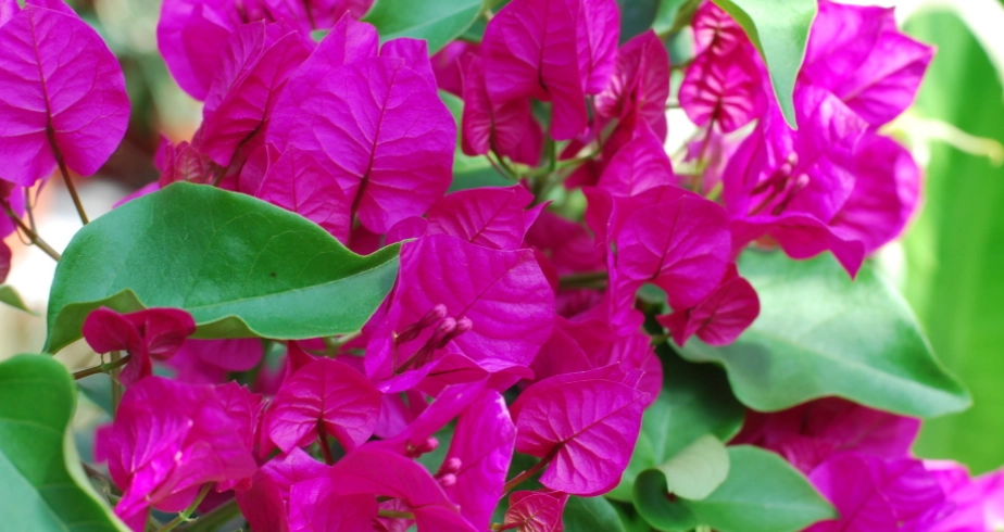 九重葛品種圖鑑：台灣常見品種與養護技巧完整解析