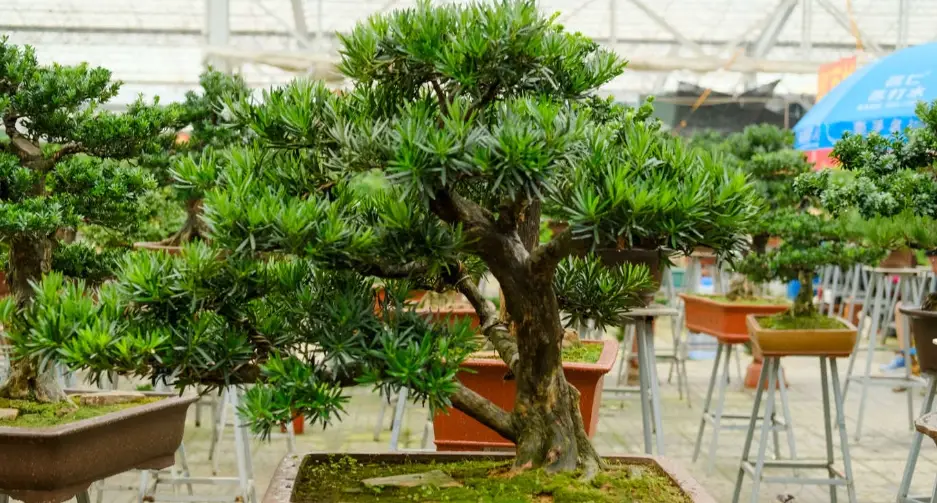 羅漢松可以水培嗎？完整水培方法、步驟與常見錯誤解析