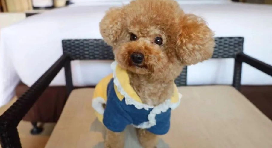 苗栗寵物友善住宿推薦清單：帶毛孩出遊的完整指南