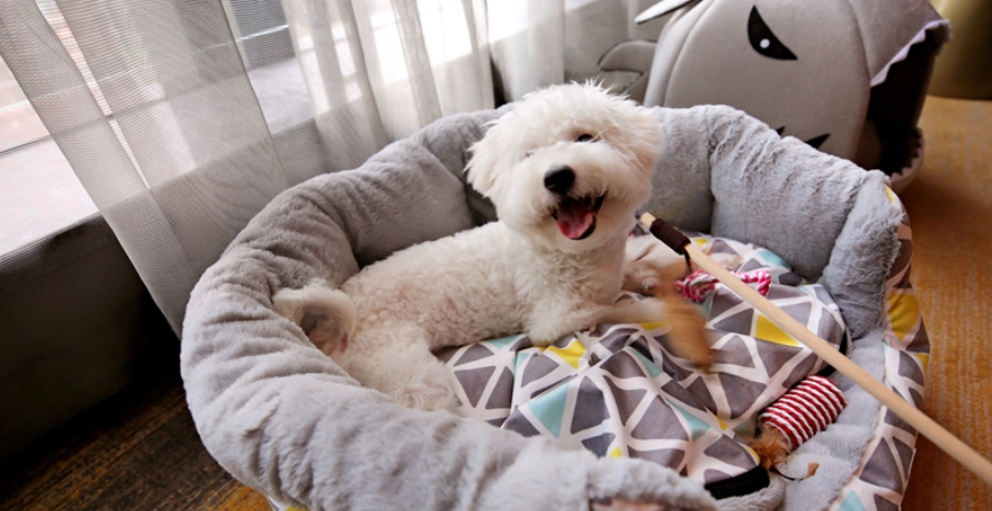 台灣寵物住宿 台灣寵物住宿