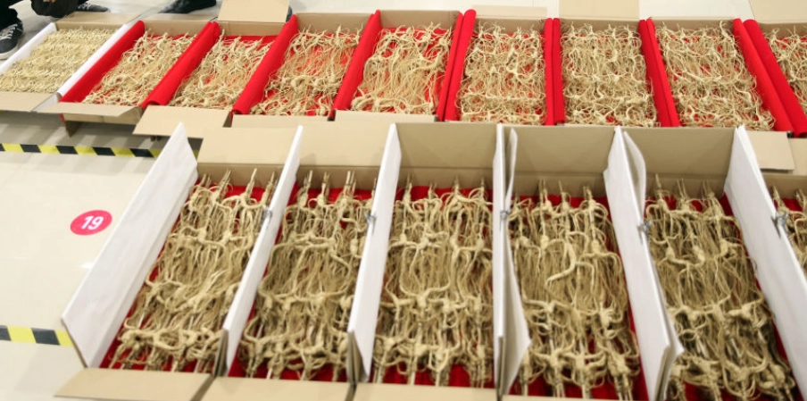 吉林人參完整指南：功效、選購秘訣與實用吃法解析