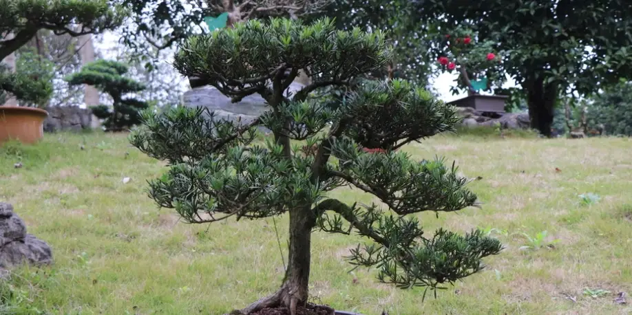 羅漢松照顧 羅漢松照顧