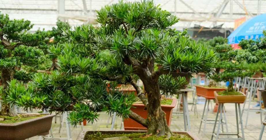 台灣羅漢松 台灣羅漢松