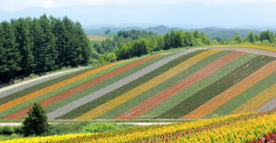 北海道旅遊攻略