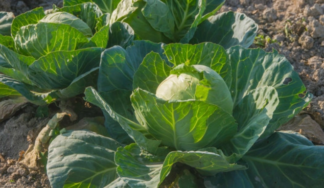 高麗菜冰箱存放