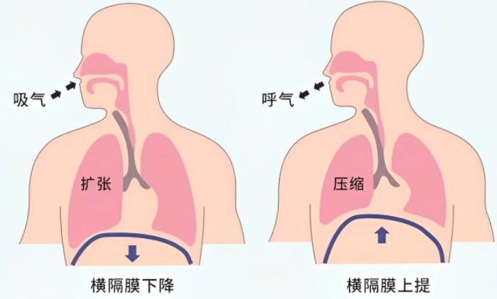 腹式呼吸練習 腹式呼吸練習