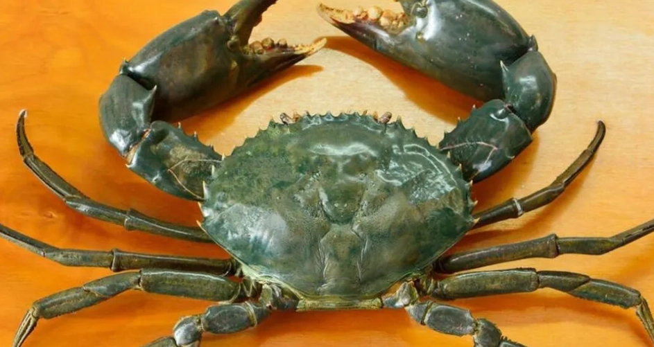 函館美食餐廳 函館美食餐廳