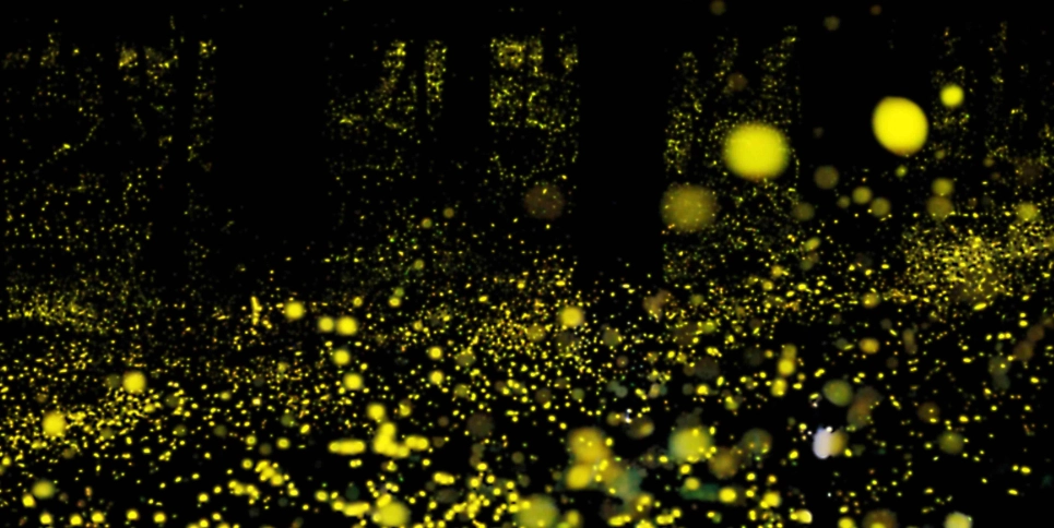 台灣螢火蟲景點推薦：全台熱門觀賞地點與實用攻略