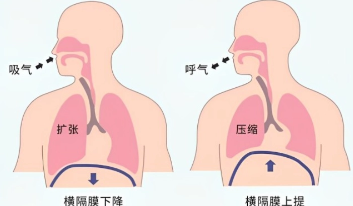腹式呼吸緩解胃酸逆流