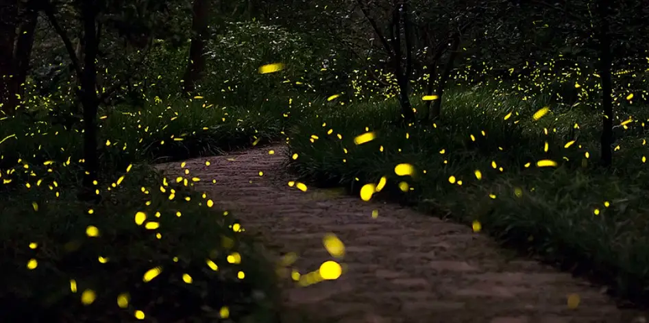 螢火蟲景點 螢火蟲景點