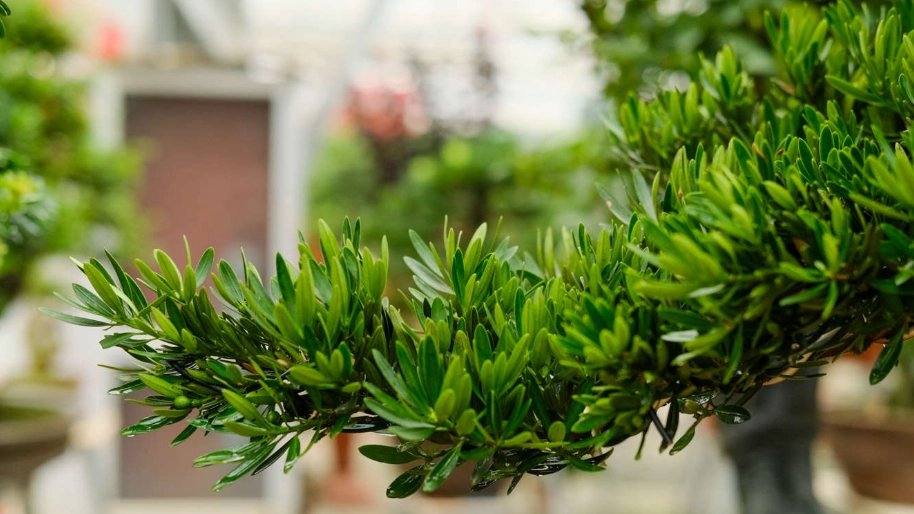 台灣羅漢松 台灣羅漢松