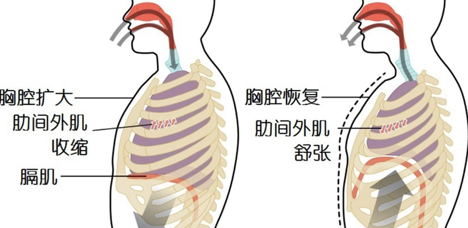 胸式呼吸練習 胸式呼吸練習