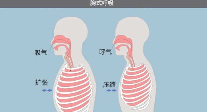 腹式呼吸法教學