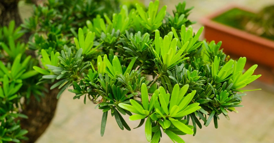 羅漢松品種 羅漢松品種