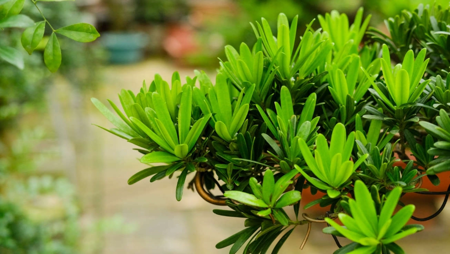 羅漢松品種 羅漢松品種