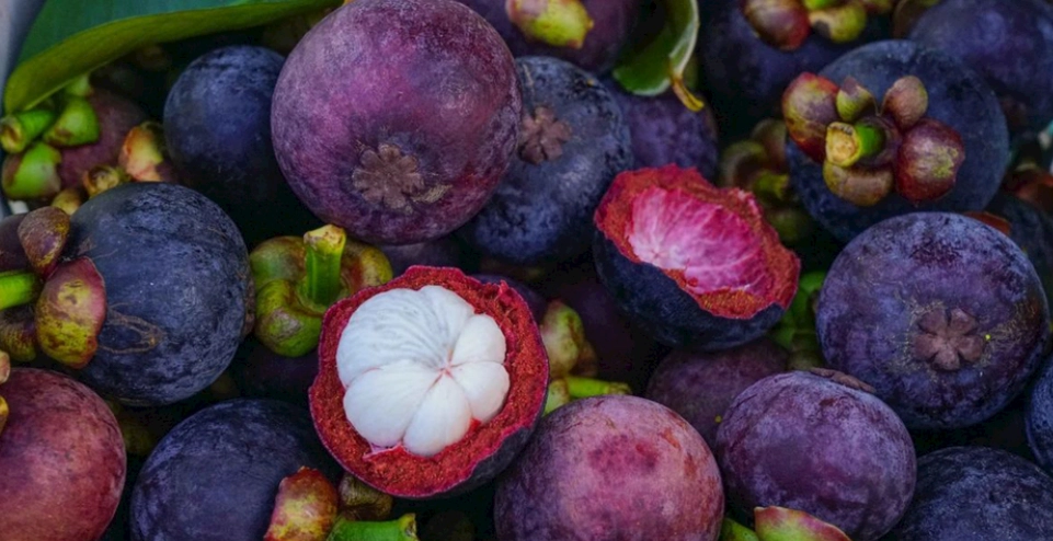 山竹健康影響 山竹健康影響