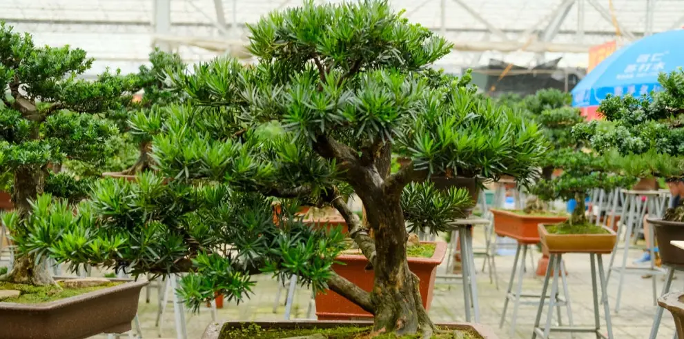 盆栽羅漢松價格