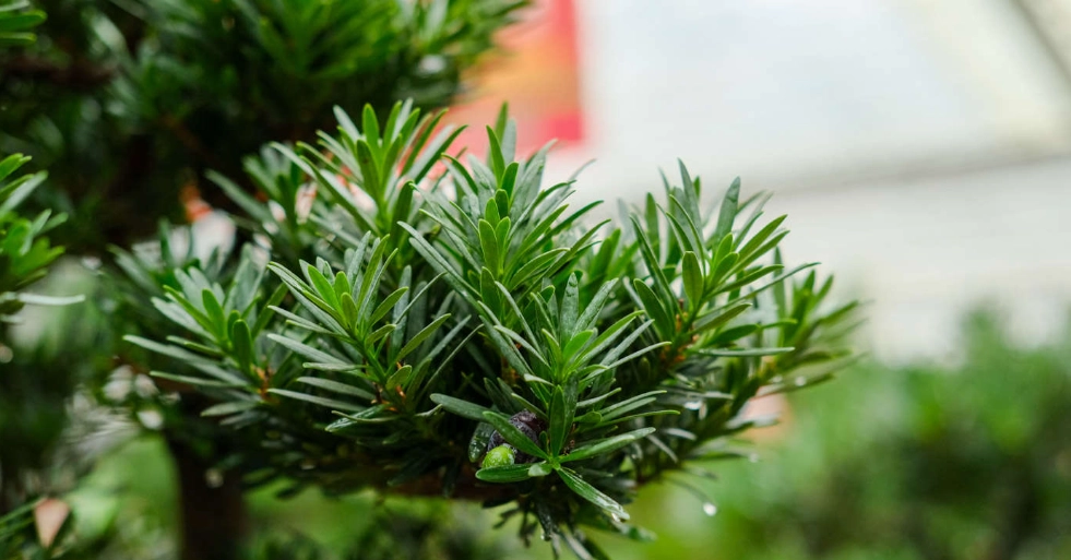 羅漢松造型修剪