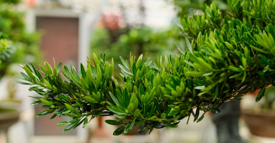 小葉羅漢松照顧