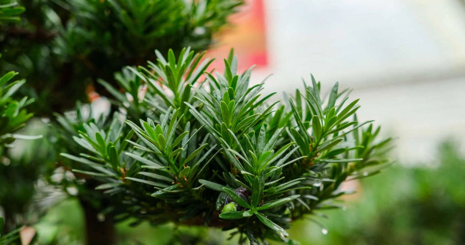 羅漢松養護方法 羅漢松養護方法