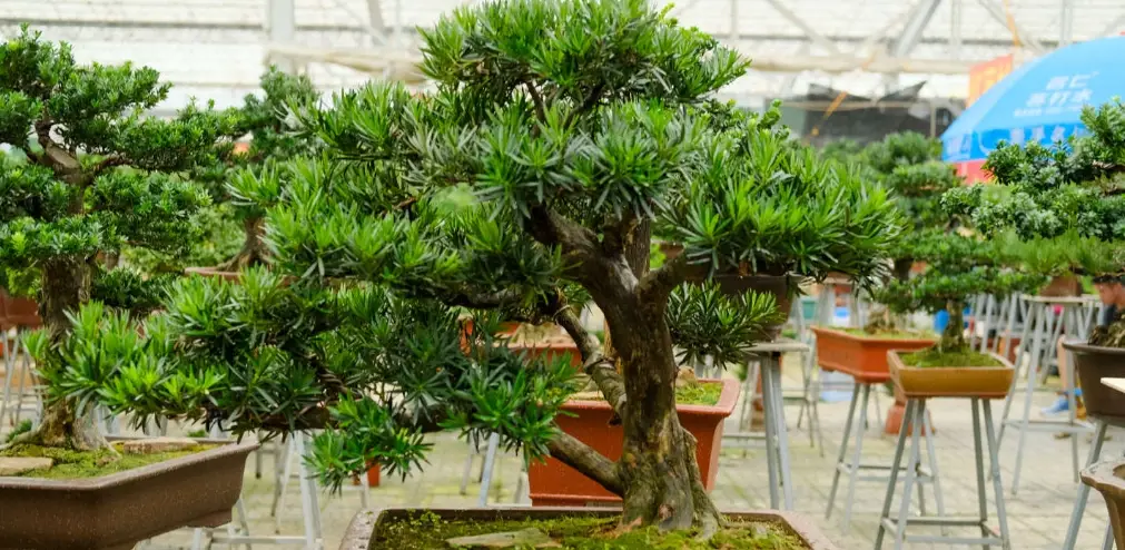 小葉羅漢松照顧