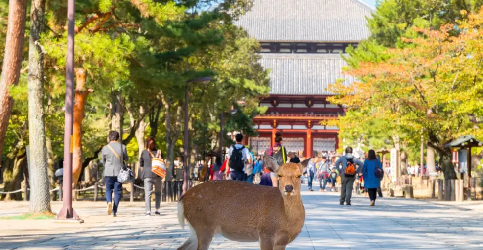 關西旅遊攻略 關西旅遊攻略