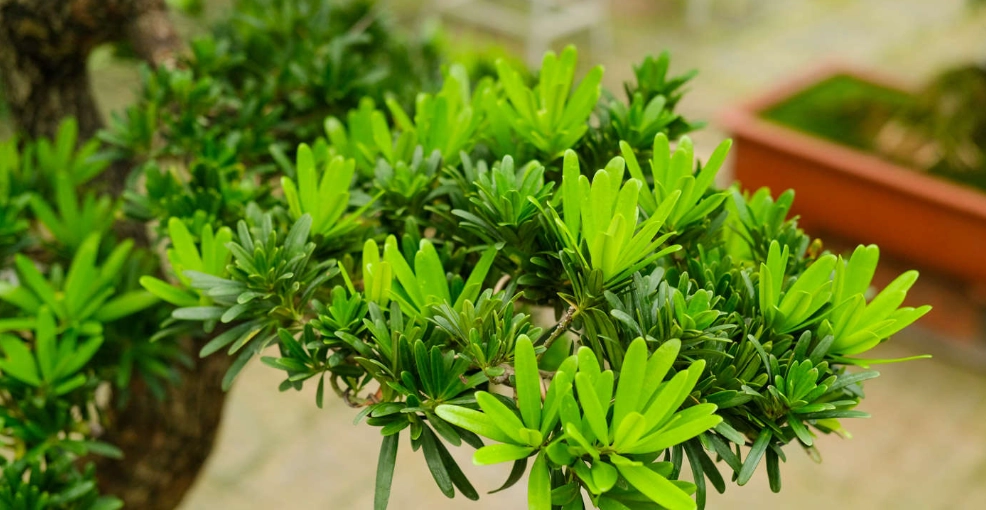 小葉羅漢松照顧