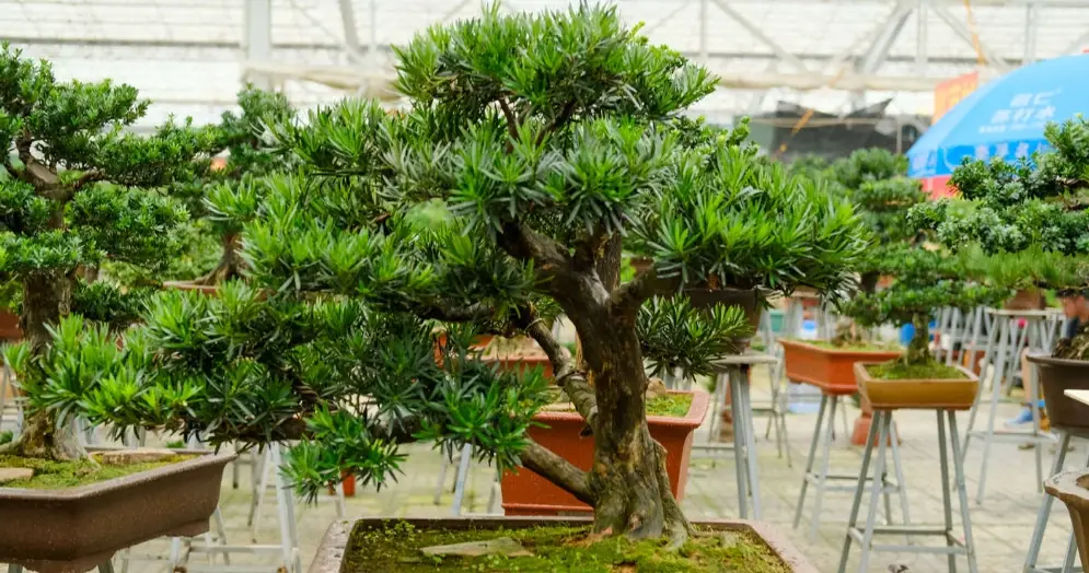 羅漢松葉子變黃 羅漢松葉子變黃