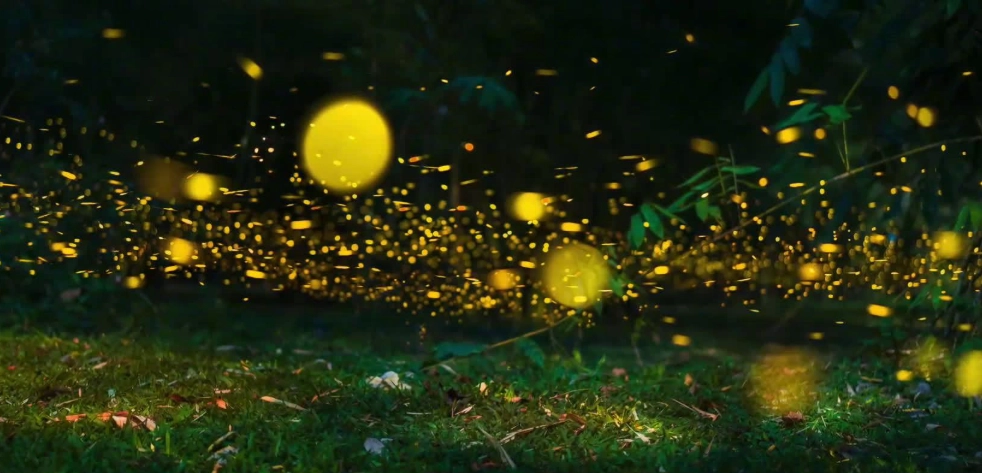 螢火蟲觀賞時間