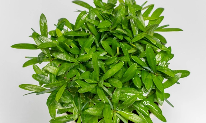 羅漢松造型修剪