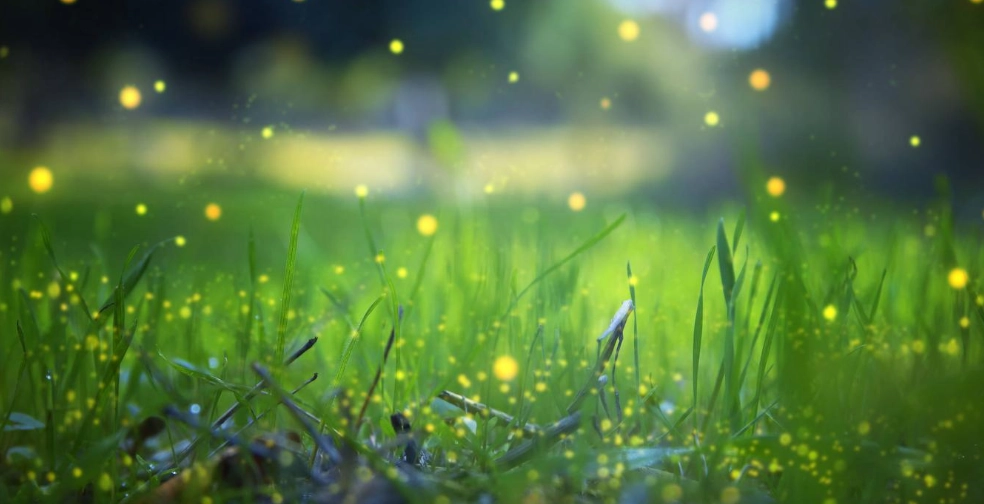 桃園螢火蟲景點