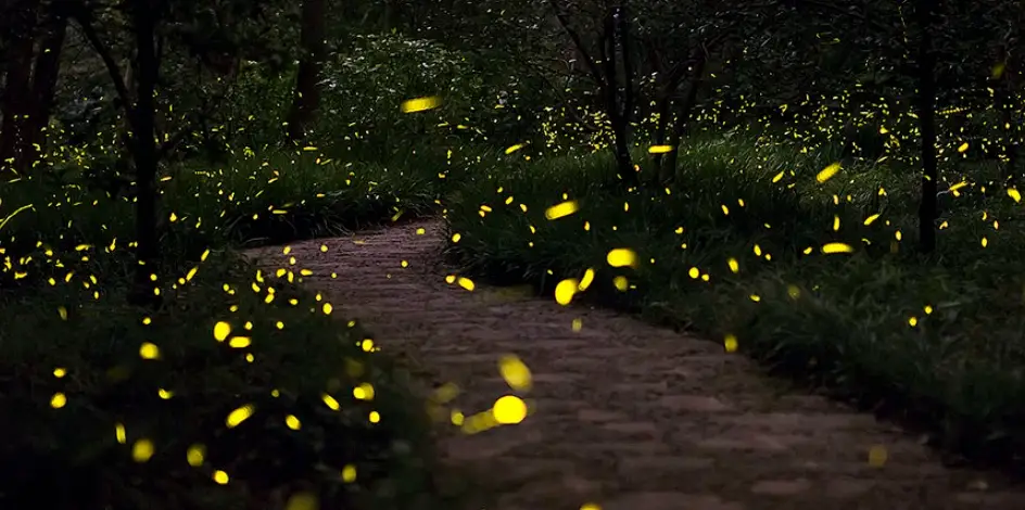 桃園螢火蟲景點