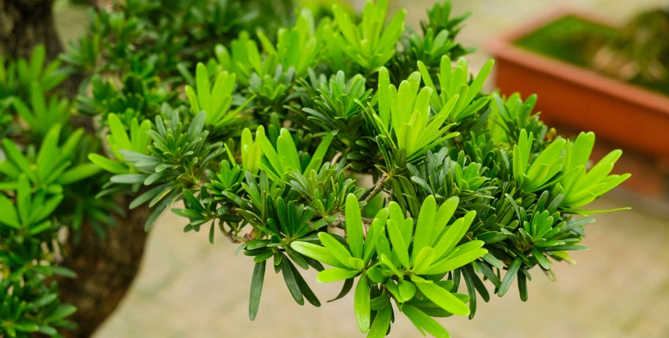 盆栽羅漢松價格