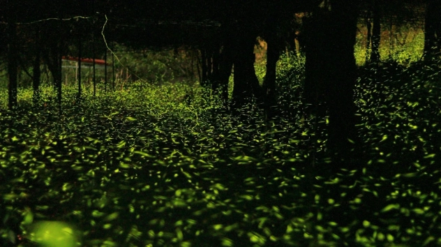 自然防蚊技巧 自然防蚊技巧