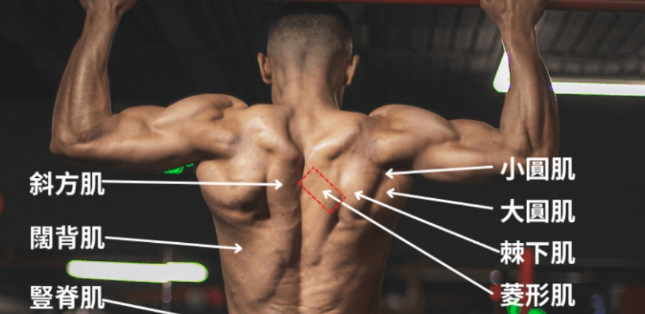 背肌訓練動作