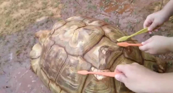 象龜互動體驗 象龜互動體驗