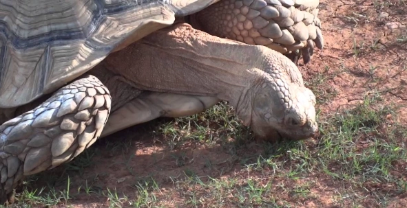 台灣動物園體驗 台灣動物園體驗