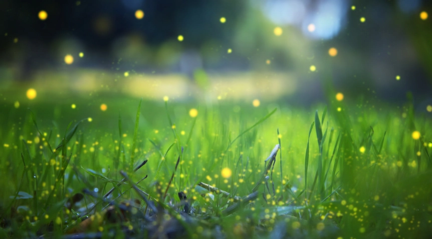 螢火蟲季 螢火蟲季