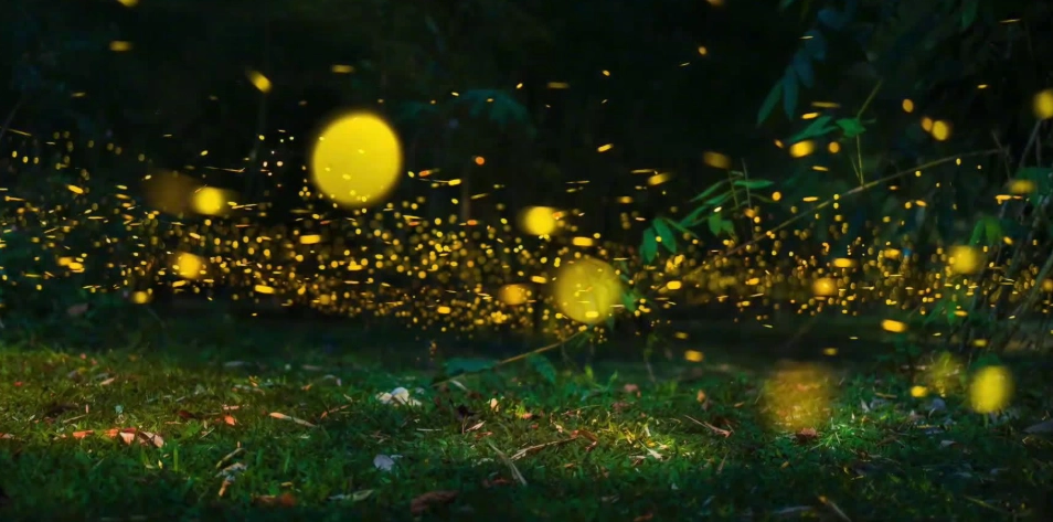 螢火蟲觀賞地點