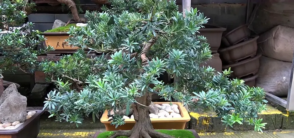 羅漢松養護技巧