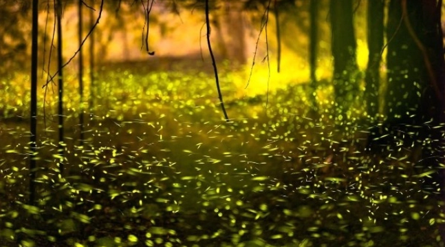 螢火蟲防蚊方法 螢火蟲防蚊方法