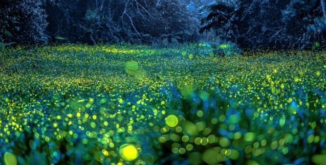 螢火蟲防蚊方法 螢火蟲防蚊方法