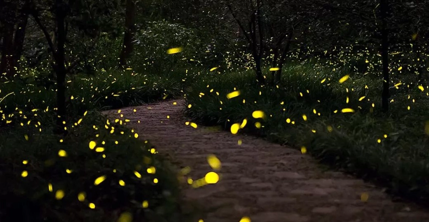 螢火蟲觀賞地點