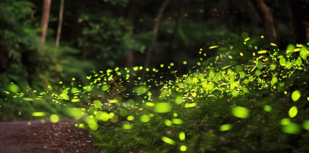 自然防蚊技巧 自然防蚊技巧