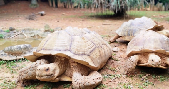 台灣動物園體驗 台灣動物園體驗